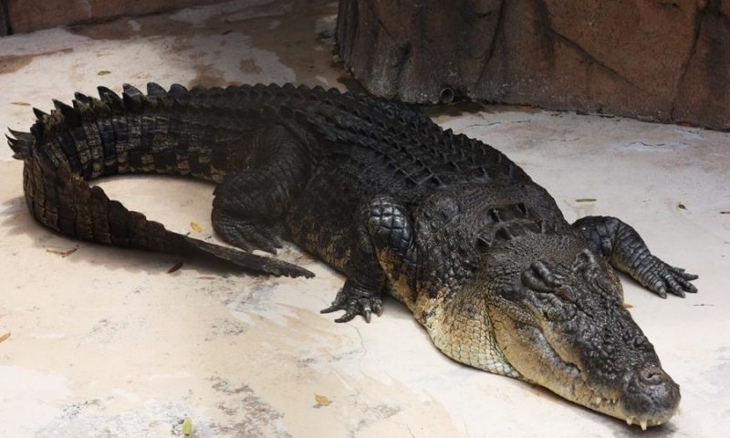 Дьокуускайга крокодил өлүгүн буллулар
