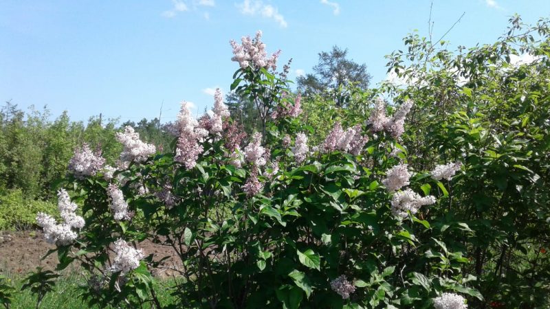 Сардаана сибэкки фото