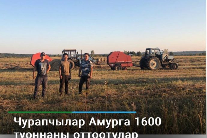 Чурапчылар Амур уобалаһыгар 1600 туонна оту бэлэмнэннилэр