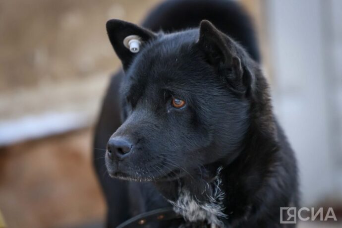 Бэйдиэ сылдьар ыт дьоҥҥо саба түһүүтүнэн алтынньыга 20 холуобунай дьыала тэрилиннэ