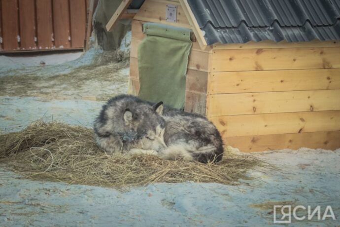 Дьокуускай куорат баһылыга бэйдиэ сылдьар ыттары тутууну күүһүрдэргэ эттэ