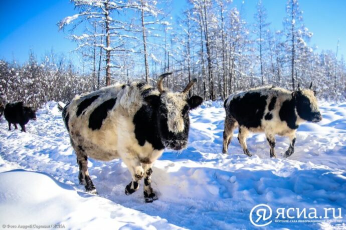 Саха сүөһүлэрэ тымныыга күүлэйдии сылдьаллар