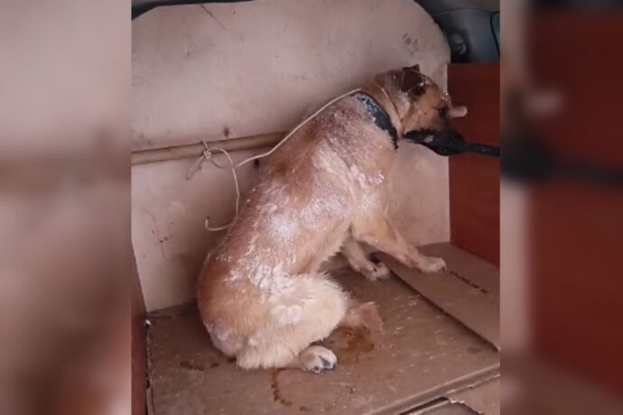 Дьокуускайга моойторуктаах ыт оҕоҕо саба түстэ