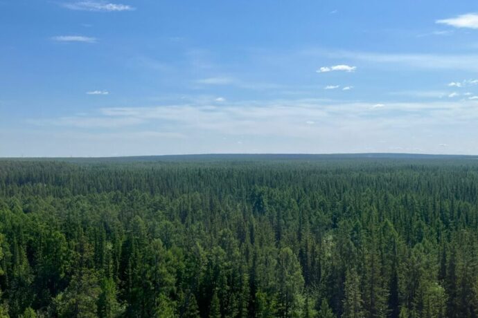 Бүлүү оройуонугар ойуур баһаарын тохтоттулар