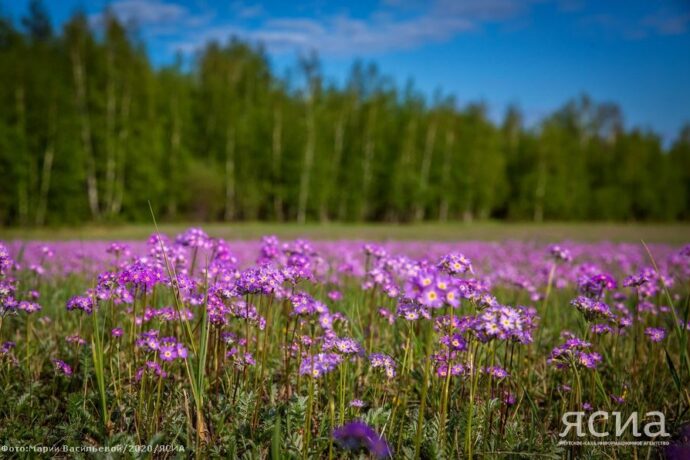 Бүгүн этиҥнээх ардах, +31 кыраадыс куйаас
