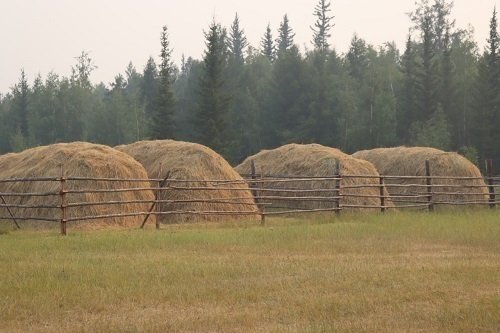 Мэҥэ Хаҥалас улууһа 44 852 туоннаны оттоото