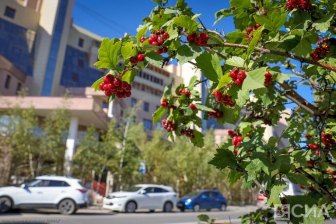 Саҥа нэдиэлэттэн Дьокуускайга температура намтыаҕа