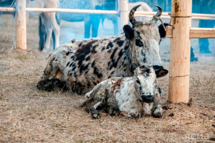 Саха сүөһүтүн этин атыылыахтара