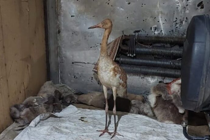 Туундараҕа булуллубут кыталык оҕотун Дьокуускайга «Орто Дойду» зоопарка ылыаҕа