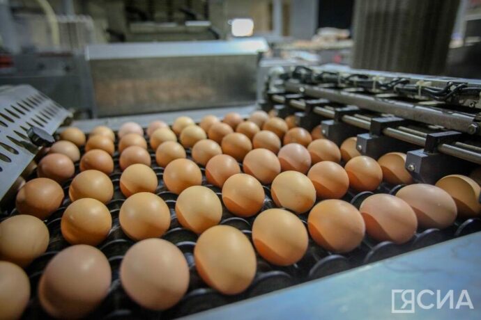 Саха көтөр фабрикатын бородууксуйата дойду “Кыһыл көмүс сүүс ахсааныгар” киирдэ