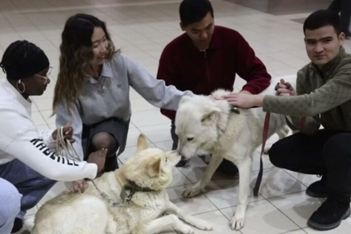 Клоннаммыт саха лаайкалара улааппыттарын ХИФУ-га көрдөрдүлэр