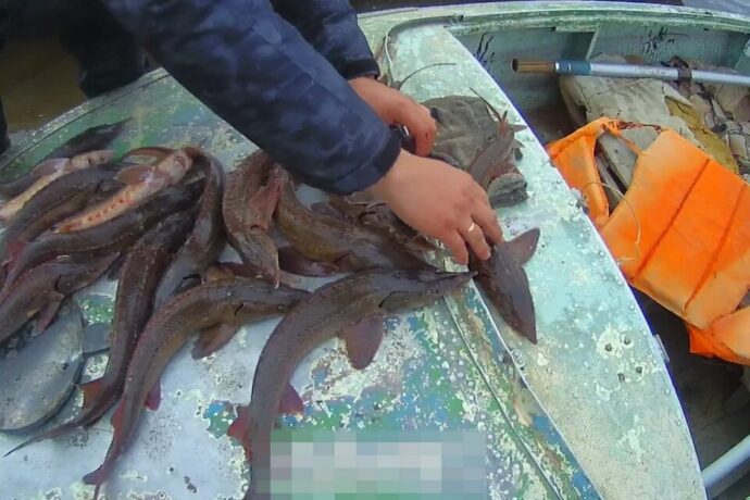 Саха сиригэр икки эр киһи хатыыһы бултааһын иһин 8 сылга диэри көҥүллэрэ быһыллыан сөп