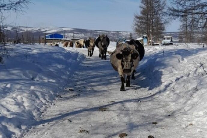 “30-гар диэри саастаах сүөһү көрөөччү суоҕун тэҥэ…”