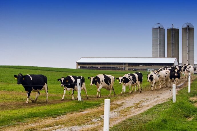 Забайкальскай кыраайга сүөһү кутталлаах ыарыыта бэлиэтэннэ