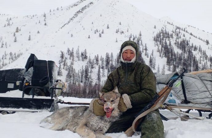 Булуҥҥа быйыл кыһын устата буулаабыт бөрөлөрү өлөрдүлэр