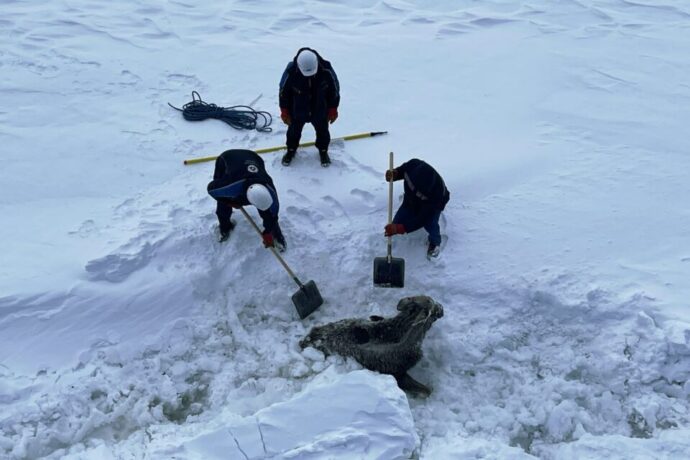 «Саха Сирэ» атомнай ледокол экипаһа «Мой ласковый и нужный зверь» бириэмийэҕэ тиксиэн сөп