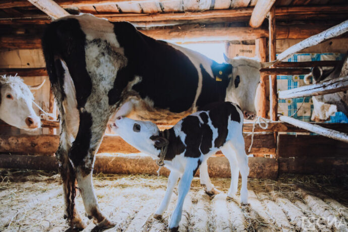 Ил Дархан үүтү былаан таһынан бэлэмнээбит оройуоннарга харчыны тиэрдэргэ сорудахтаата