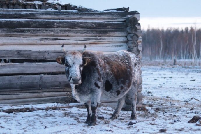 Учуонайдар аан бастакытын саха сүөһүтүн эмбрионнарын ыллылар