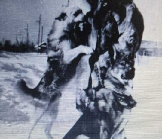 Ыт Тириитэ аймахтар Хоро Күөлүгэр олорбуттар