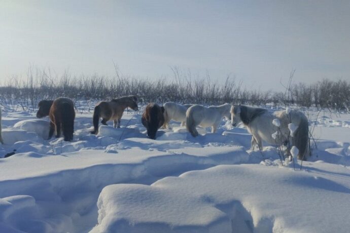 Халыҥ хаар кыһарҕана. Абыйга сылгылар эбии аска киирдилэр