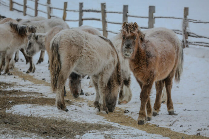 Саха сиригэр сүөһү, сылгы кыстыга былаан быһыытынан баран иһэр