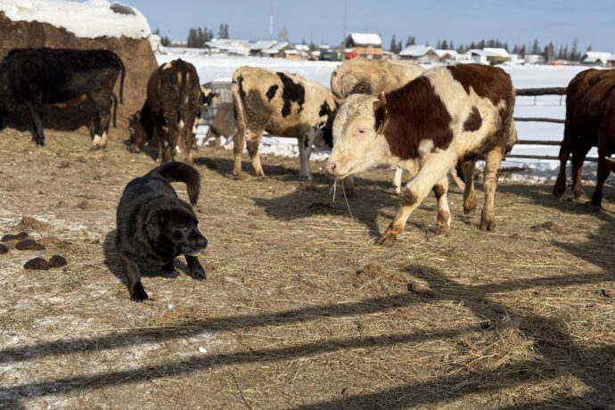 "Табаарыстыылар" көрсүһүүлэрин видеоҕа уһуллулар