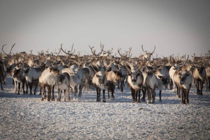 Дьиэ табатын ахсаанынан Саха сирэ Арассыыйаҕа үһүс миэстэни ылар