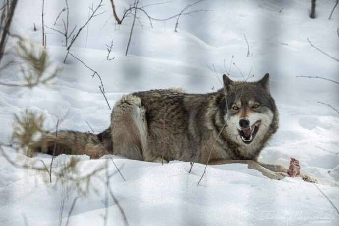 Саха сиригэр суол кытыытыгар бөрө үөрүн көрдүлэр