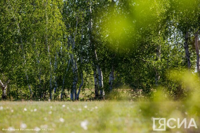 “Рослесзащита” Саха сиринээҕи салаата 5,5 мөл. гектарга үлэ ыытыаҕа