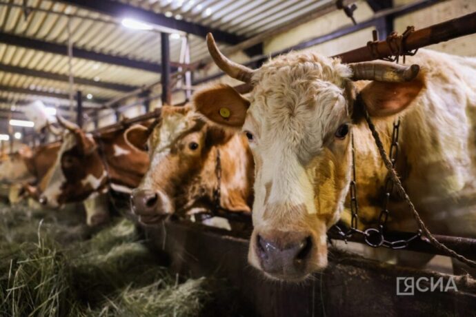 Саха сирин статистиката сүөһү иитиитигэр барыллаан көрдөрүүнү бэчээттээтэ