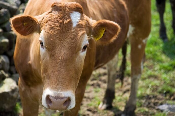 Күнү-дьылы дьиэ сүөһүтүнэн билгэлээһин