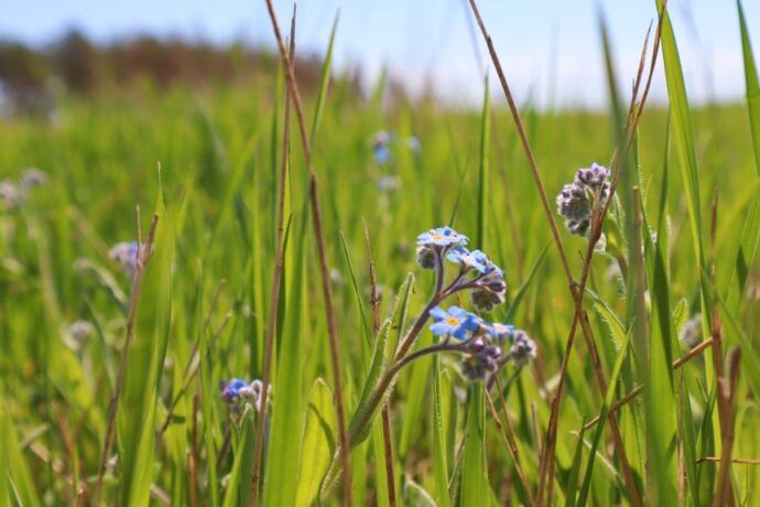 Дьылдьыт Өндүрэй Варламов: “От күндүтүйэр кэмэ кэлэн иһэр…”