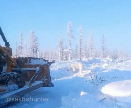 Эдьигээн оройуонугар үрүҥ эһэ көстүүтүн биричиинэтэ билиннэ