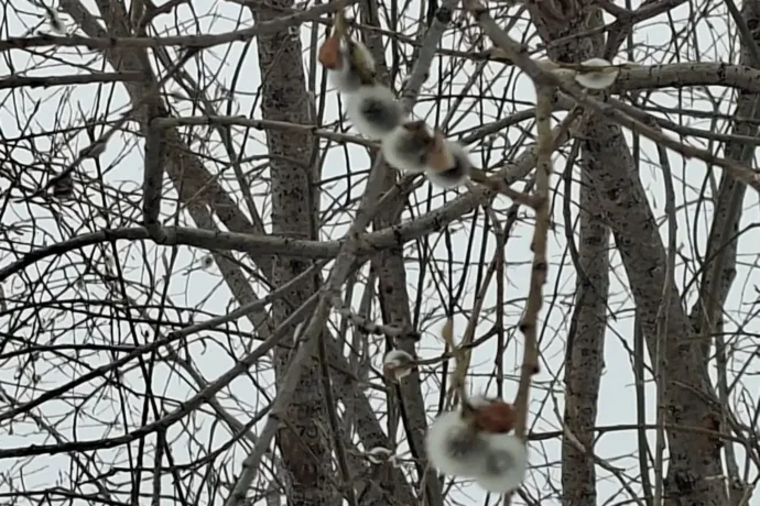 Сулустар кэпсииллэр. Муус устар 17 күнэ