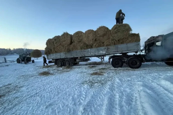 Абый улууһун сүөһүлэригэр от, эбии аһылык тиэрдилиннэ