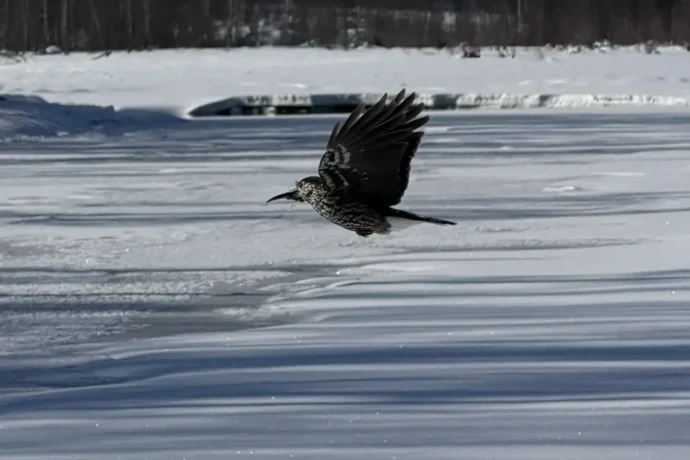 Оҥоло балык хаһаана сылдьарын хаартыскаҕа түһэрдилэр