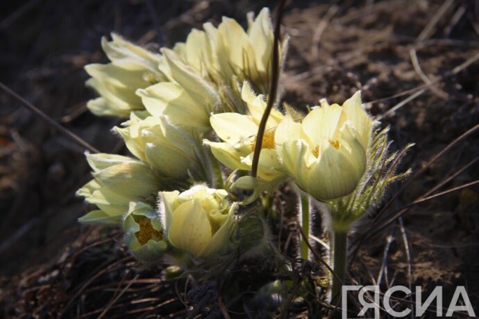 Ыам ыйын 1 күнүгэр Саха сиригэр күн-дьыл туруга