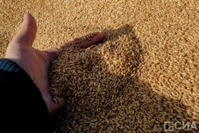 Саха сиригэр быйыл 52 тыһыынчаттан тахса гектарга ыһыы ыытыллыаҕа