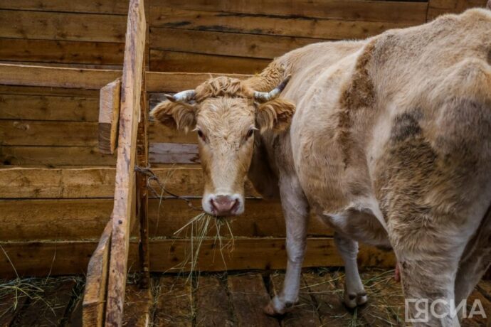 Хайахсыкка мусукаан хотонугар бу сарсыарда игирэ ньирэйдэр төрөөтүлэр