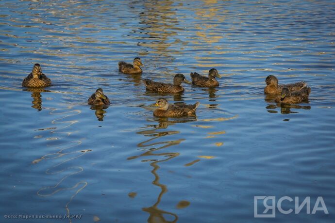 Бу нэдиэлэҕэ Саха сиригэр сааскы куска булт саҕаланар