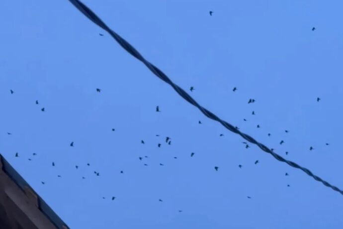 Бөртөлөр үрдүлэринэн элиэ үөрэ ааста