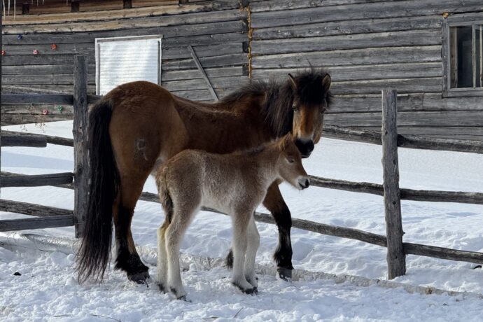 Саха сиригэр тойтоҥолос кулунчуктар ойуоккалаһыылара саҕаланна