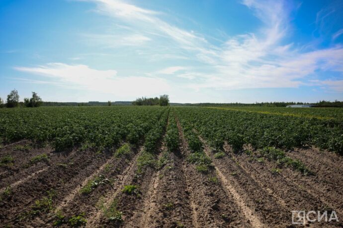 Чурапчылар үүнүүнү үрдэтэргэ агродроннары туһаныахтара
