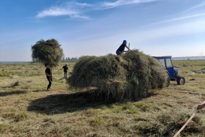 Аммаҕа от былаанын туолуута улаханнык өнүйбэт