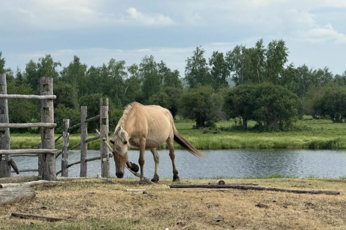 Сылгылар күөл кытыытыгар киирэн от хабаллар уонна уулууллар