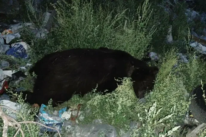 Үөһээ Халыма улууһугар сыбаалка таһыгар иккис эһэни суох оҥордулар
