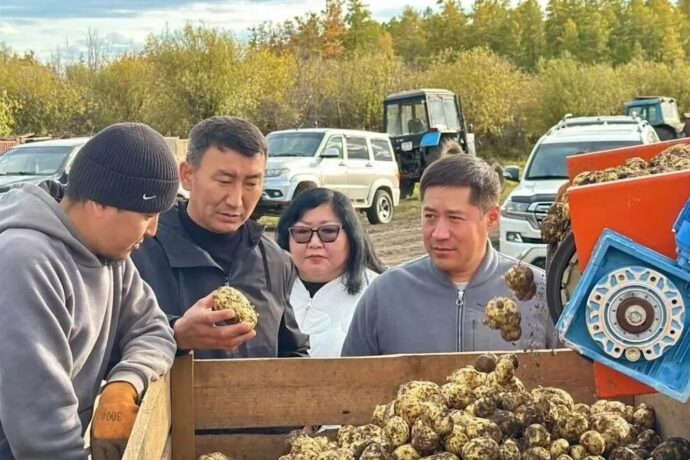 Амма улууһугар 2,5 туоннаттан тахса хортуоппуйу уонна оҕуруот аһын хомуйдулар